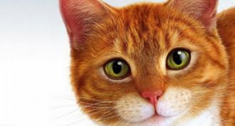 Zakaj sanjate o rdeči mački?  Pomen spanja.  Zakaj sanjate o rdeči mački: bo življenje predelo?
