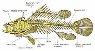 Ribi (razred): opis.  Ribje družine.  Raznolikost rib in njihova taksonomija Sporočilo na temo raznovrstnosti rib